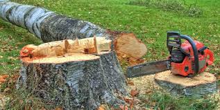Best Lot and Land Clearing  in Scotland Neck, NC