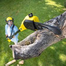 Best Root Management and Removal  in Scotland Neck, NC