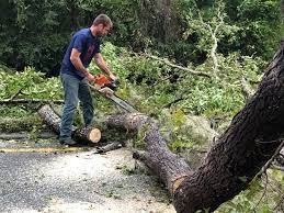 Best Tree Risk Assessment  in Scotland Neck, NC