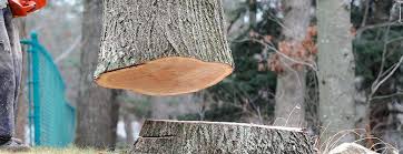 Best Hazardous Tree Removal  in Scotland Neck, NC