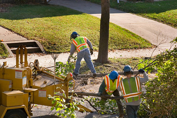 Best Aeration Services  in Scotland Neck, NC
