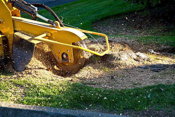 Organic Lawn Care Solutions in Scotland Neck, NC