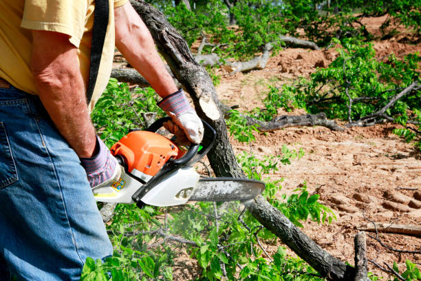 Best Stump Grinding and Removal  in Scotland Neck, NC